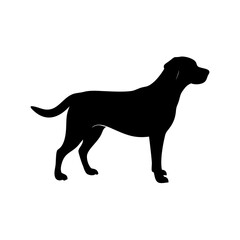 Dog Breeds, Dog Vector Graphic, Dog SVG - digital download svg,
