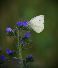 butterfly on a flower