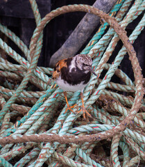 Turnstone in a Tangle.