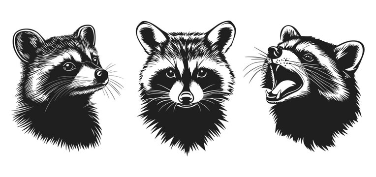 Raccon head portrait silhouette in simple lynocut style. Front and side view. With opened mouth. Wild forest mascot animal. Design element for print poster banner sticker. Black and white isolated