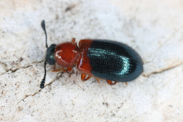 Redshouldered Ham Beetle or red-necked bacon beetle (Necrobia ruficollis). A pest in homes and warehouses that eats dry food and other animal products.