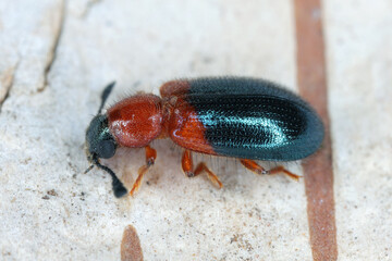 Redshouldered Ham Beetle or red-necked bacon beetle (Necrobia ruficollis). A pest in homes and warehouses that eats dry food and other animal products.