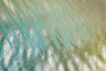 Beautiful rainbow abstract background with bird feather texture
