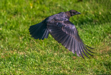 Crow in flight