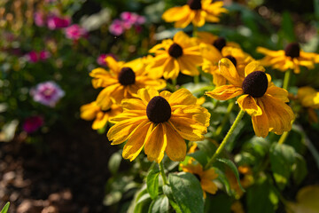 bunch of yellow flowers with black centers