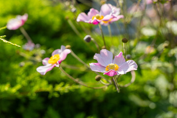 bunch of pink flowers with yellow centers