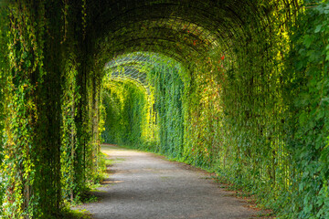 long tunnel with green vines on the walls