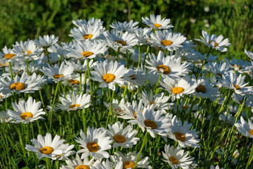 Close-up of abundant bush of white daisies against green grass. Background. Texture.