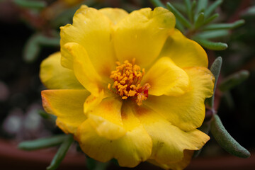 Moss Roses in a Summer Garden