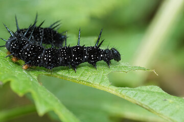 Lateral closeup on a black caterpillar of the European peacock butterfly, Aglais io feeding on nettle