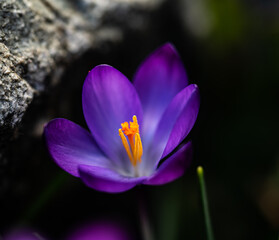 purple crocus flower