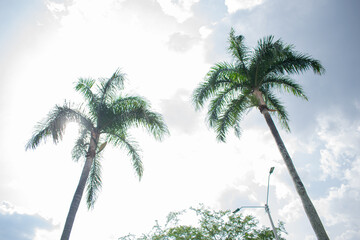Two Palm Trees Under Sunny Summer Sky – Clear Blue Horizon