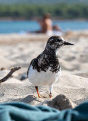 Neugieriger Vogel am Strand