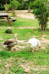 Two geese eating in a park.