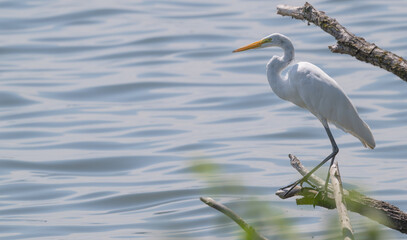 Great egret, or white heron, perched on a broken tree branch over a lake in summer.
