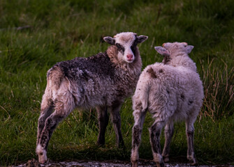 sheep and lamb
