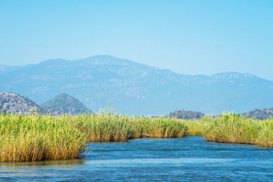 Rocks, reeds and aquatic plants on the Dalyan River, Turkey on a sunny clear summer day. Concept of water travel and the Mediterranean climate. River or water landscape