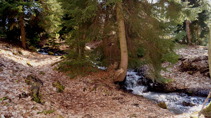 autumn forest with river and orange leaves . High quality photo