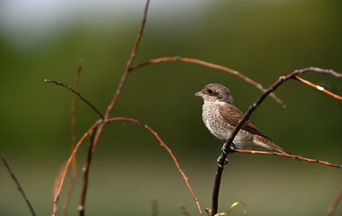 Ptaki polskie © Endrryu