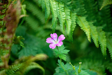 Eine pink blühende Blume in ihrer Natur