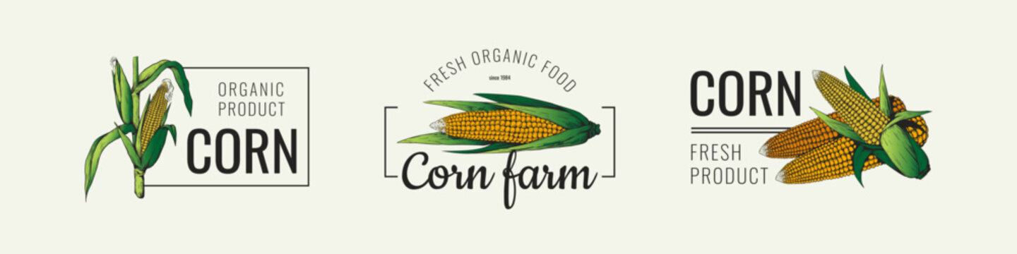 Corn logo. Farm field icon. Vintage grain seed for popcorn. Natural organic silhouette on fresh banner. Agriculture harvest. Maize ear. Cereal nutrition. Fresh product symbols vector set