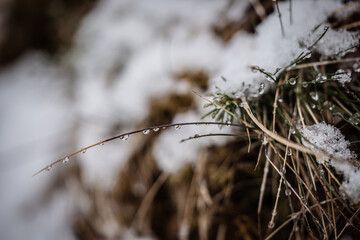 grass in the snow