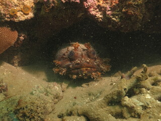 vida marinha