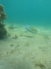 Obraz premium vida marinha