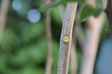 Damaged the bark of an ornamental shrub in the garden by European hornet (Vespa crabro), the largest eusocial wasp native to Europe. 