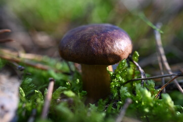 Podgrzybek brunatny 