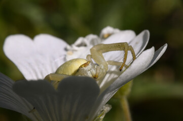 pająk kwiatnik - polskie owady  © Endrryu