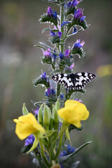 polowiec szachownica - motyle polskie 
