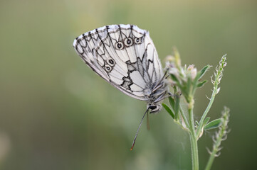 motyl Polowiec szachownica - owady polskie  © Endrryu
