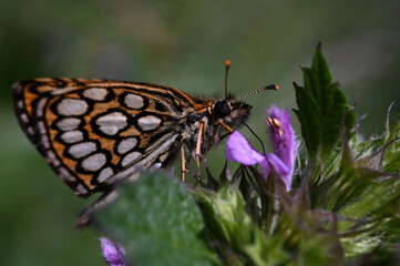 motyl Rojnik morfeusz - owady polskie  © Endrryu