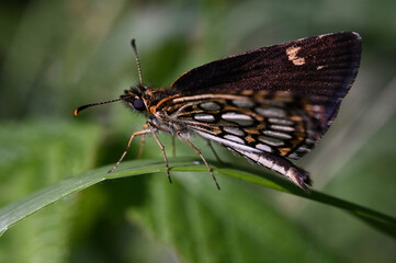 motyl Rojnik morfeusz - owady polskie  © Endrryu