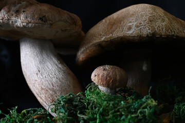 Grzyby jadalne - polskie  © Endrryu