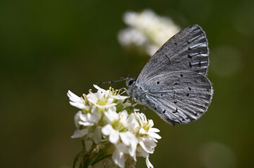 motyl modraszek - owady polski  © Endrryu