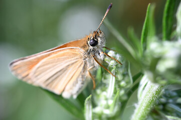 motyl karlątek - owady polski © Endrryu
