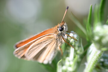 motyl Karlątek - owady polskie © Endrryu