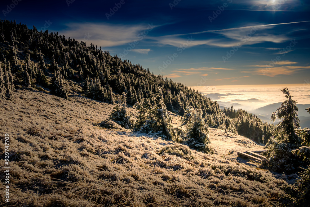 Wall mural scenic landscape with trees covered with rime