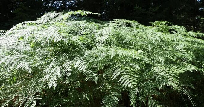 (Pteridium aquilinum) Dense blade of triangular fronds divided into leaflets growing horizontally on vertical stalks in shady locations of a forest