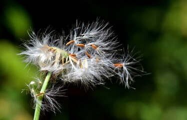 Samen fliegen von einem Waldkreuzkraut