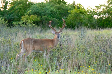 White-tailed deer bucks are seen grazing in Sandy Hook, New Jersey during the summer of 2024.