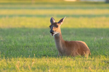A white-tailed deer lies in the grass at Fort Hancock in Sandy Hook, New Jersey.