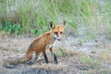 A beautiful young red fox is seen at Sandy Hook, in New Jersey, on a summers night in August, 2024.