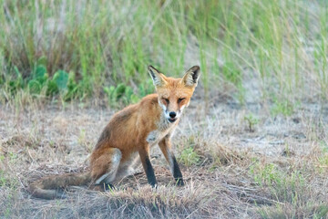 A beautiful young red fox is seen at Sandy Hook, in New Jersey, on a summers night in August, 2024.