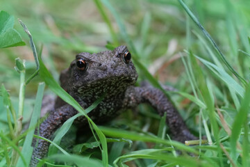 Closeup on a juvenile European common toad, Bufo bufo in grassland