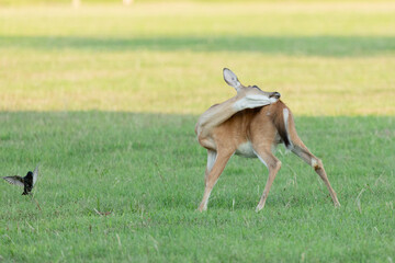 A white-tailed deer scratches itself while grazing at Fort Hancock in Sandy Hook, New Jersey.