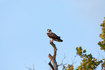 A view of an Osprey photographed at Fort Hancock in Sandy Hook, New Jersey on a summers night in August 2024.
