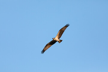 A view of an Osprey photographed at Fort Hancock in Sandy Hook, New Jersey on a summers night in August 2024.